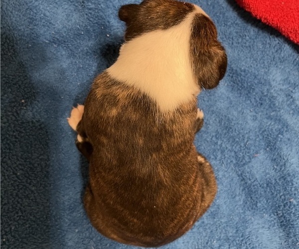 Medium Photo #5 Boston Terrier Puppy For Sale in BURLESON, TX, USA