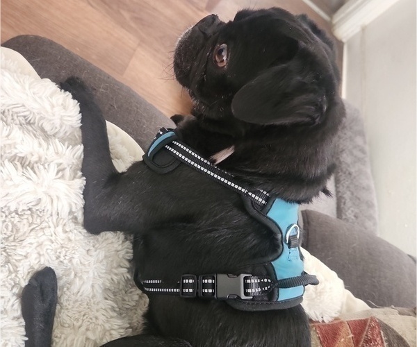 Medium Photo #1 Pug Puppy For Sale in LOS ANGELES, CA, USA