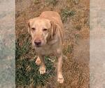 Small Labrador Retriever