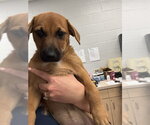 Small Bloodhound Mix