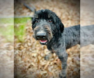 Bernedoodle Dogs for adoption in Pacolet, SC, USA