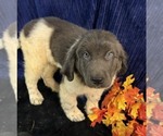 Small Photo #47 Newfoundland Puppy For Sale in AURORA, IN, USA
