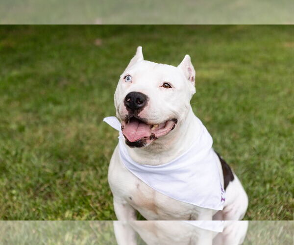 Medium Photo #6 Mutt Puppy For Sale in Crete, IL, USA