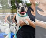 Small Photo #4 Boston Terrier Puppy For Sale in Bellmawr, NJ, USA