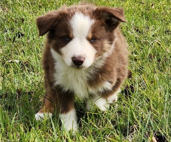 Medium Photo #5 Australian Shepherd Puppy For Sale in MARIANNA, FL, USA