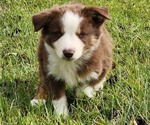 Small Photo #5 Australian Shepherd Puppy For Sale in MARIANNA, FL, USA