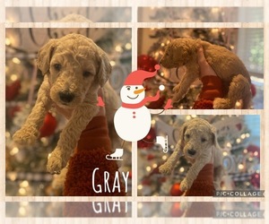 Goldendoodle-Unknown Mix Puppy for sale in ARCHERS LODGE, NC, USA