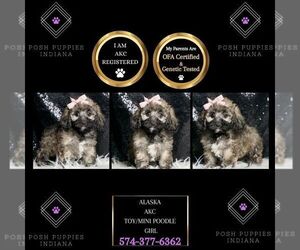 Poodle (Miniature) Puppy for sale in WARSAW, IN, USA