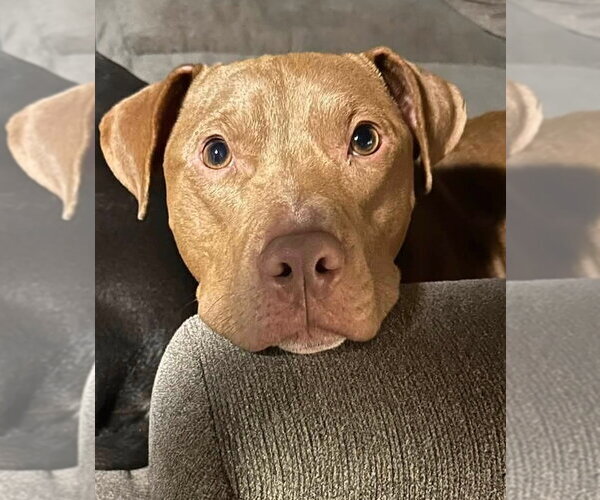 Medium Photo #2 American Pit Bull Terrier Puppy For Sale in Matawan, NJ, USA