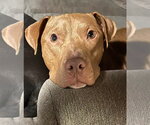 Small #1 American Pit Bull Terrier