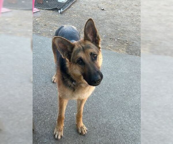 Medium Photo #1 German Shepherd Dog Puppy For Sale in Cupertino, CA, USA