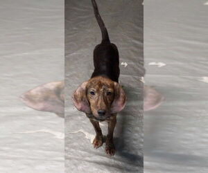 Harlan - Male Mountain Cur-Unknown Mix Dog for Adoption - Photo #3