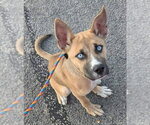 Small #2 Siberian Husky Mix