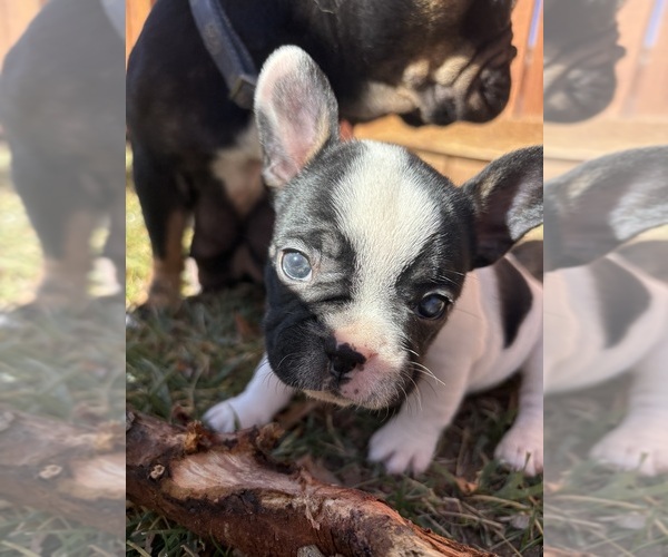 Medium Photo #9 French Bulldog Puppy For Sale in NORTH LAS VEGAS, NV, USA