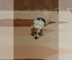 Small #3 Jack Russell Terrier Mix