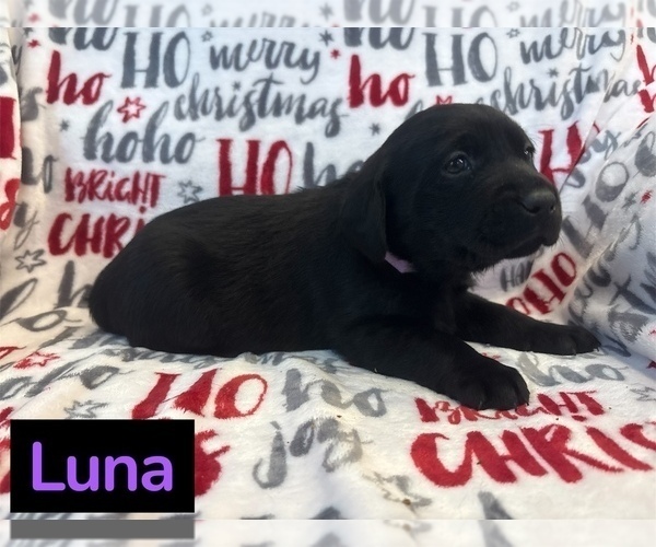Medium Photo #5 Labrador Retriever Puppy For Sale in FAYETTEVILLE, OH, USA