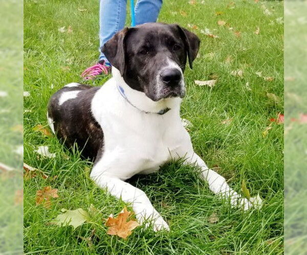 Medium Photo #24 Labrador Retriever-Unknown Mix Puppy For Sale in Rockaway, NJ, USA