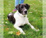 Small #23 Labrador Retriever Mix