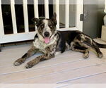 Small Photo #6 Catahoula Leopard Dog-Unknown Mix Puppy For Sale in Paso Robles, CA, USA