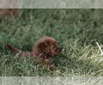 Small Photo #5 Cavapoo Puppy For Sale in ELKTON, KY, USA