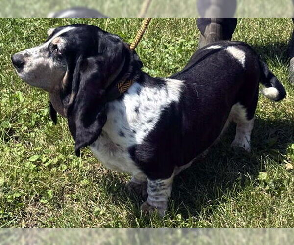 Medium Photo #3 Basset Hound Puppy For Sale in Deepwater, NJ, USA