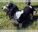 Small #2 Basset Hound