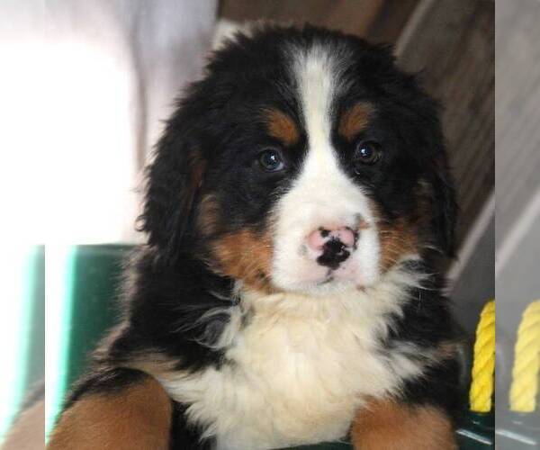 Medium Photo #1 Bernese Mountain Dog Puppy For Sale in BROOKVILLE, OH, USA