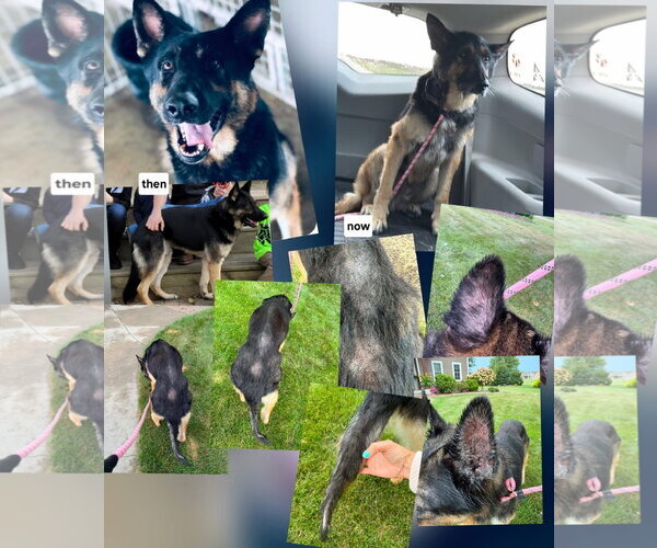 Medium Photo #2 German Shepherd Dog-Unknown Mix Puppy For Sale in New London, WI, USA