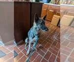 Small Photo #6 German Shorthaired Pointer Puppy For Sale in Mechanicsburg, PA, USA