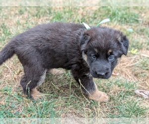 German Shepherd Dog Puppy for sale in OAK GROVE, OR, USA