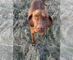Small Photo #1 Vizsla Puppy For Sale in AMORITA, OK, USA