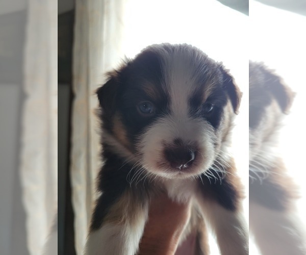 Medium Photo #7 Miniature Australian Shepherd Puppy For Sale in WILLIAMSBURG, CO, USA