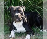 *LUKE - Male Mutt Dog for Adoption - Small photo