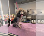 Small #2 Poodle (Miniature)