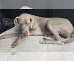 Small Great Dane