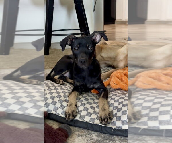 Medium Photo #1 Mutt Puppy For Sale in Mooresville, NC, USA