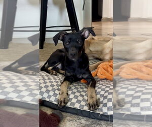 Mutt Dogs for adoption in Mooresville, NC, USA
