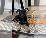 Small Mutt
