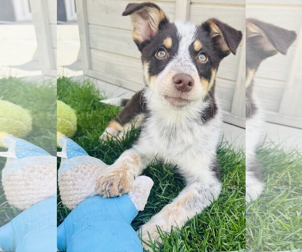 Medium Photo #2 Mutt Puppy For Sale in Sandy, UT, USA