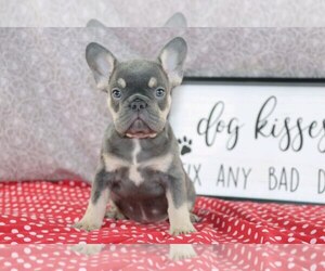 French Bulldog Puppy for Sale in WOOSTER, Ohio USA