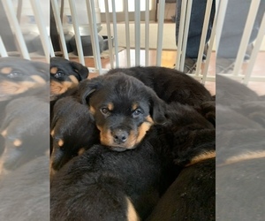 Rottweiler Puppy for sale in HOPWOOD, PA, USA