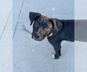 Tally - Female Labrador Retriever-Unknown Mix Dog for Adoption - Photo #5