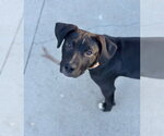 Small Photo #5 Labrador Retriever-Unknown Mix Puppy For Sale in Sandy, UT, USA