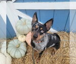 Small #2 Australian Shepherd Mix