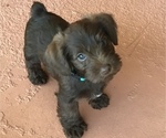 Small Photo #2 Schnauzer (Miniature) Puppy For Sale in CAPE CORAL, FL, USA