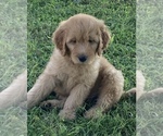 Small Photo #9 Goldendoodle Puppy For Sale in IONIA, KS, USA
