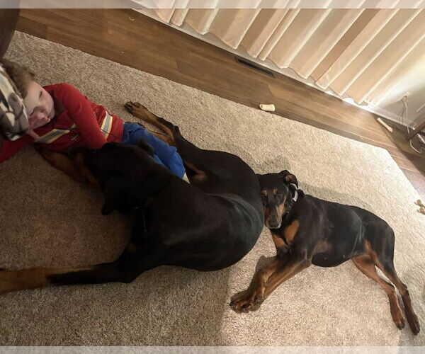 Medium Photo #7 Doberman Pinscher-Unknown Mix Puppy For Sale in Rochester, NY, USA