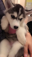 Siberian Husky Puppy for sale in PHILADELPHIA, PA, USA