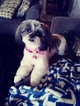 Small Photo #1 Shih-Poo Puppy For Sale in ANDERSON, SC, USA