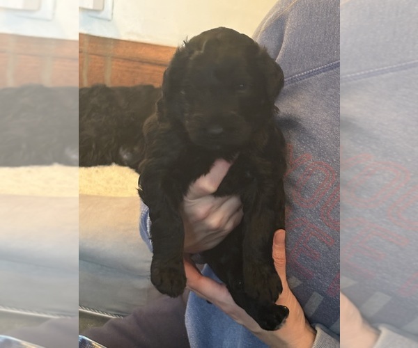 Medium Photo #6 Schnoodle (Giant) Puppy For Sale in MINNEAPOLIS, MN, USA